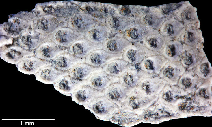 Senckenberg, Bryozoa, Bryozoen, Moostierchen, Sammlung Voigt