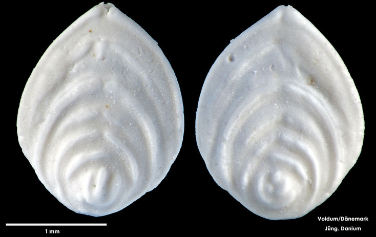 Foraminifere, Foraminifera, Bryozoa, Senckenberg, fossil, Voldum, Danium