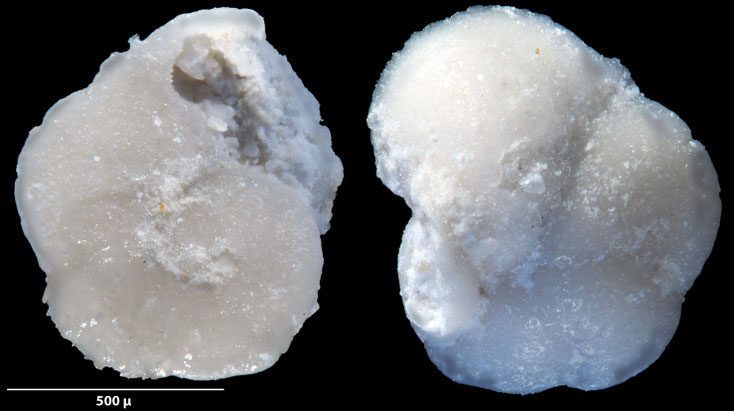 Foraminifere, Foraminifera, Bryozoa, Senckenberg, fossil, Zeltberg, Maastrichtium