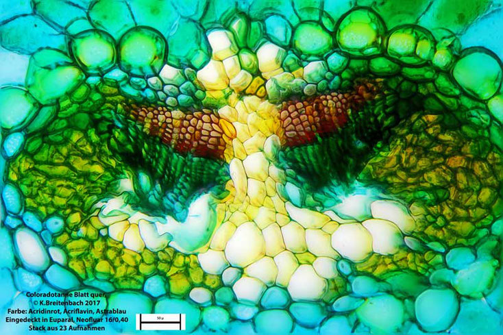 Coloradotanne (Abies concolor) Blatt Leitbündel
