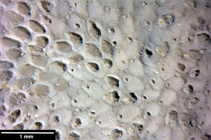 Senckenberg, Bryozoa, Bryozoen, Moostierchen, Sammlung Voigt