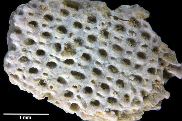 Senckenberg, Bryozoa, Bryozoen, Moostierchen, Sammlung Voigt