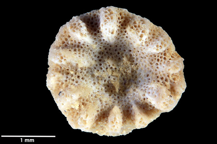 Senckenberg, Bryozoa, Bryozoen, Moostierchen, Sammlung Voigt