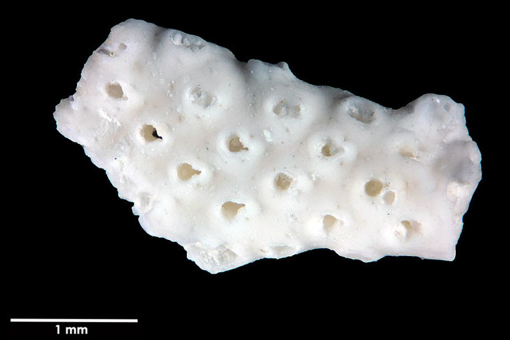 Senckenberg, Bryozoa, Bryozoen, Moostierchen, Sammlung Voigt