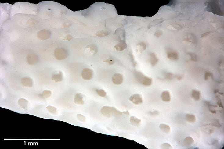 Senckenberg, Bryozoa, Bryozoen, Moostierchen, Sammlung Voigt