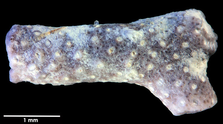 Senckenberg, Bryozoa, Bryozoen, Moostierchen, Sammlung Voigt