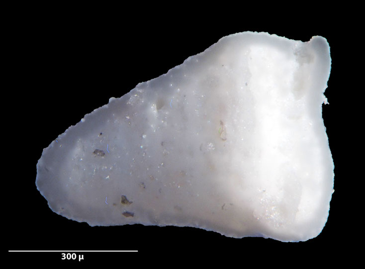 Foraminifere, Foraminifera, Bryozoa, Senckenberg, fossil, Stevns Klint, Dänemark, Maastrichtium