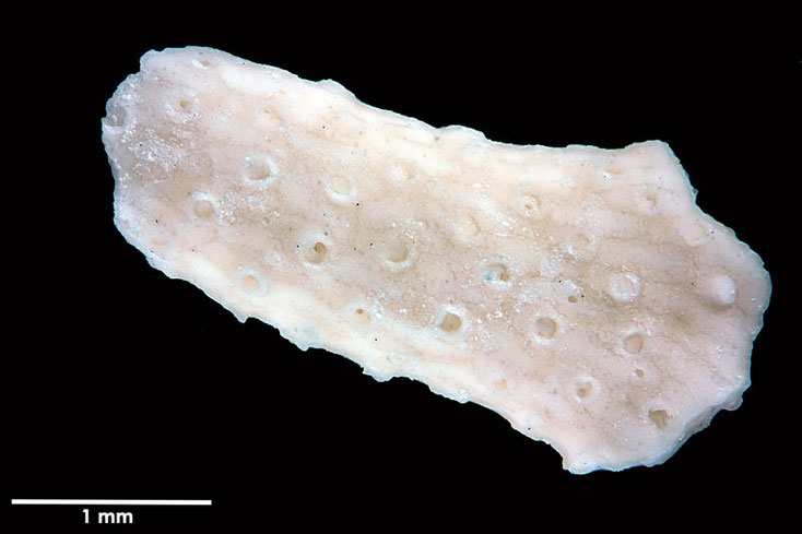 Senckenberg, Bryozoa, Bryozoen, Moostierchen, Sammlung Voigt