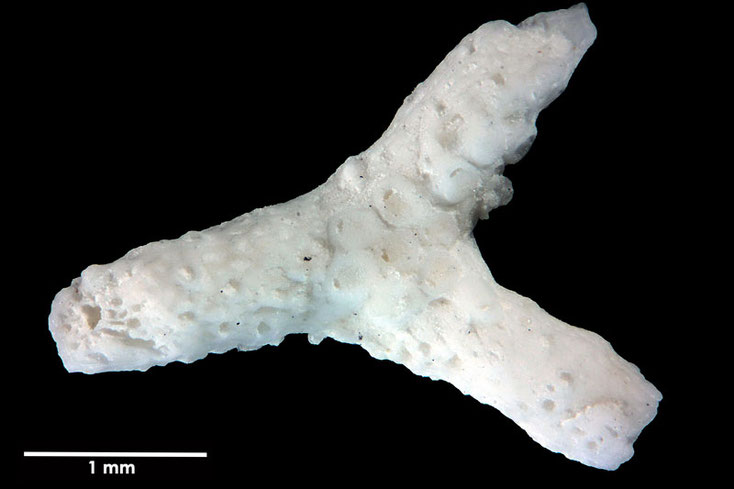 Senckenberg, Bryozoa, Bryozoen, Moostierchen, Sammlung Voigt