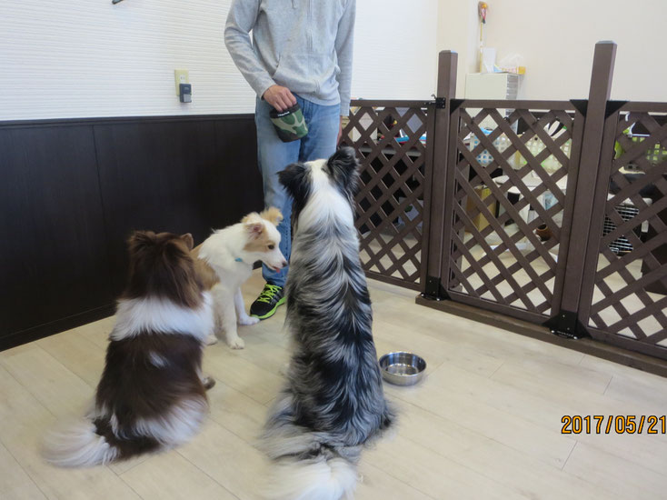 犬の保育園Ｂａｂｙ・飼い主レッスン