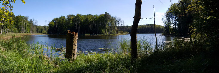 im Müritz- Nationalpark