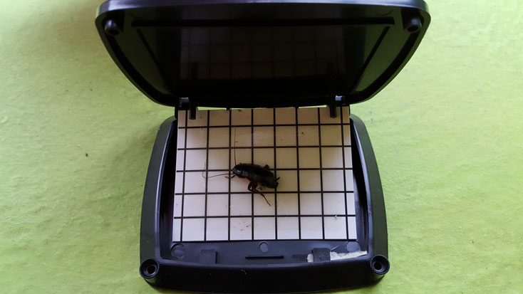 insect détctor AF