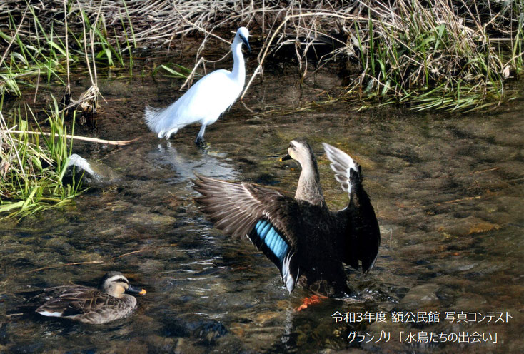 令和3年度 額公民館 写真コンテスト グランプリ 「水鳥たちの出会い」