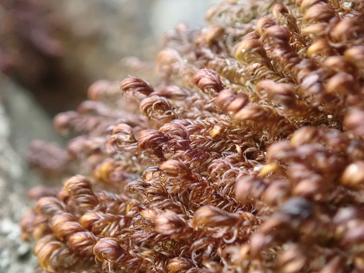 セン類 - kokemusuzukan