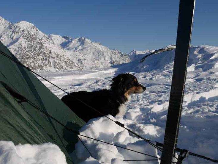 Hundebeziehung durch vertrauen und gemeinsame Grenzerfahrungen