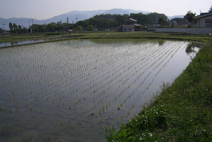 田植え田