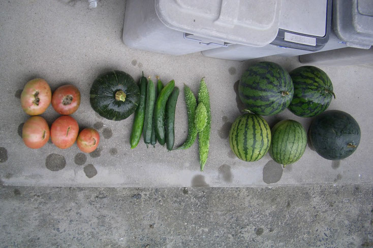 夏野菜の数々