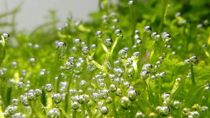 Bild von Aquarienpflanzen die Photosynthese betreiben
