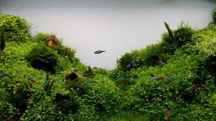 Aquarium mit Neonsalmern