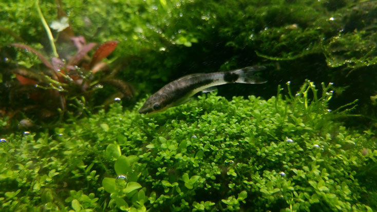 Fisch der gerade eine Pause macht