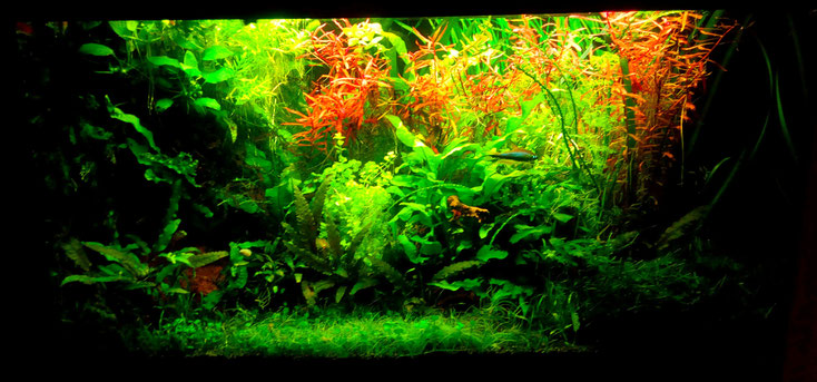 Das erste richtige Greenscaping Schauaquarium(Rio125)