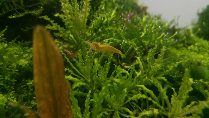 Bild von Garnele in Aquarienpflanze