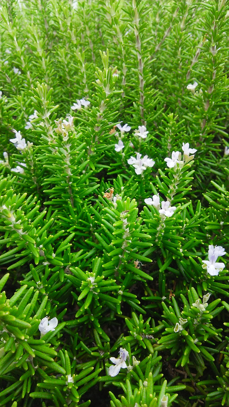 ホーム こだいら さんさんもり ページ