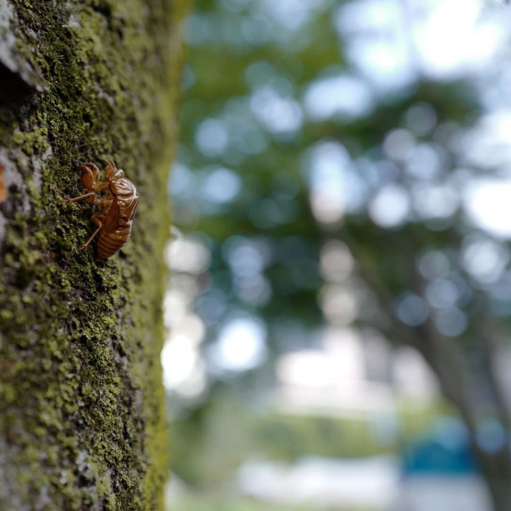 写真：日比谷公園でセミの採集中