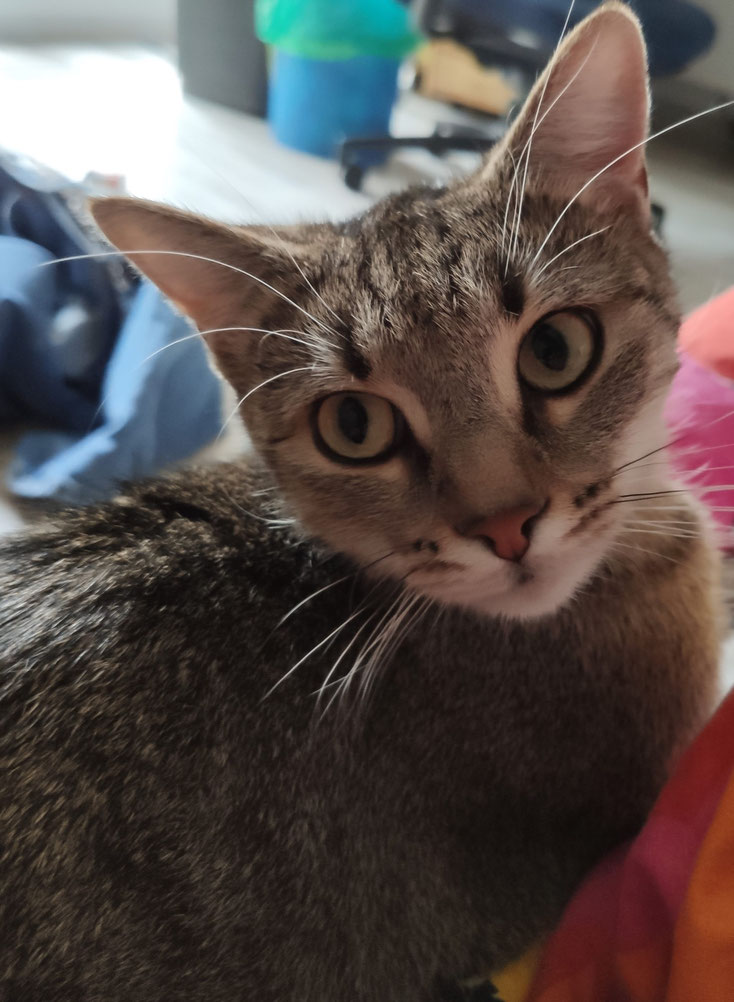 Mai Juni Katzenhilfe Buttelborn