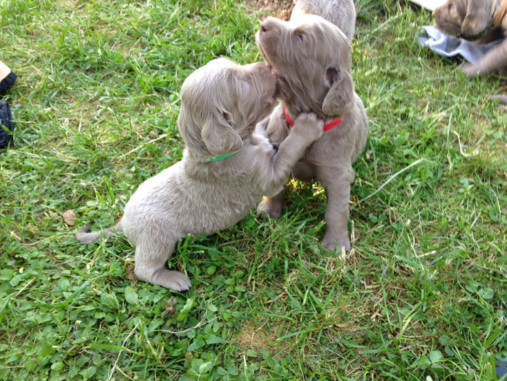 Arnie und Anton haben sich zum Fressen gern