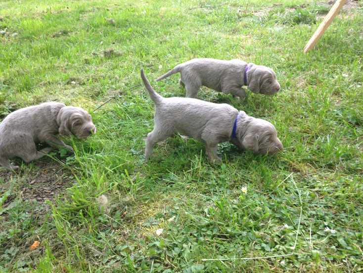 Annabelles erste Suche