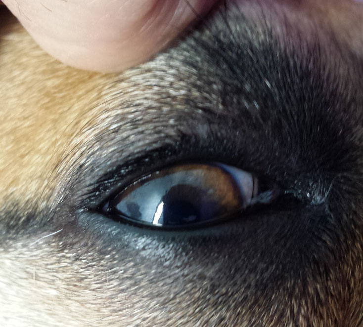 Tierarzt Auge Tieraugenarzt Augentierarzt Augenuntersuchung Auge Lidfehlstellung Hangelid Eingerolltes Lid Entropium Ektropium