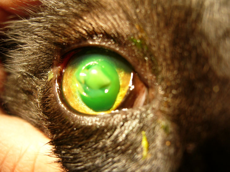 hornhaut augentierarzt sottrum augenkrankheit hund katze heimtier