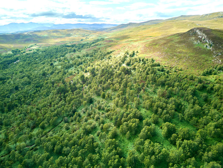 Wiederbewaldung in der Nähe des Rewilding Center Dundreggan, c Will Hall