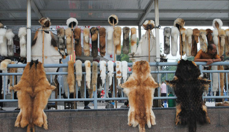 Animal Care International (ACI)  |  Bonthandel