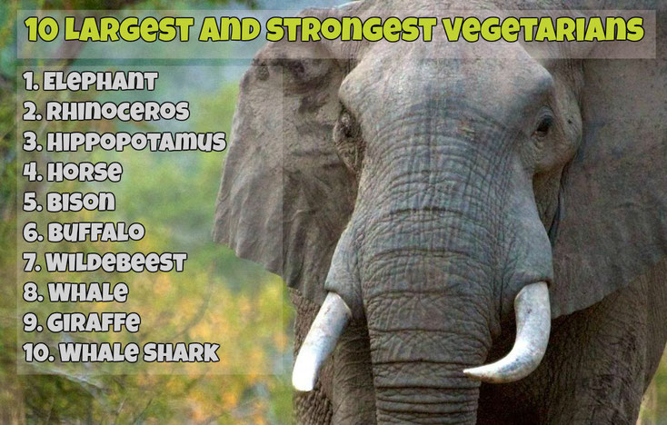 Animal Care International (ACI)  