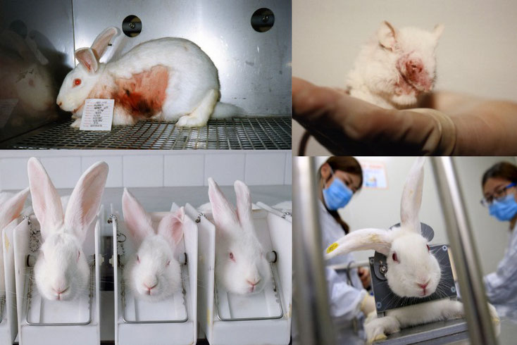 Animal Care International (ACI)  