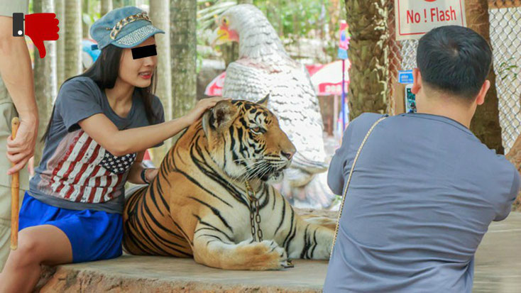 Animal Care International (ACI)