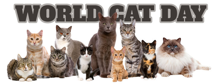 Animal Care International - ACI