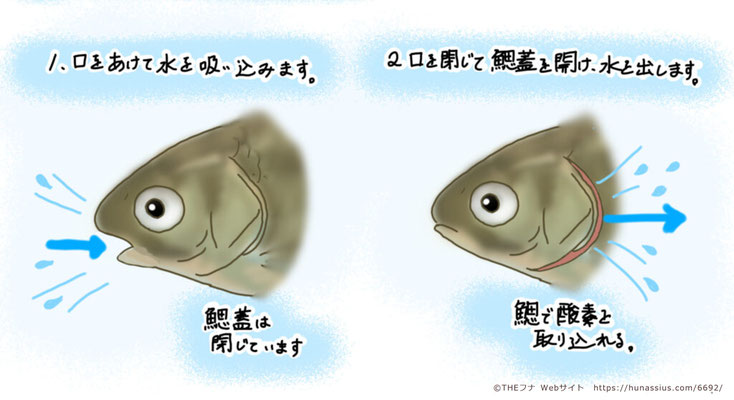 「魚の呼吸のしくみ」(エラと、エラフタ) ©https://hunassius.com/6692/