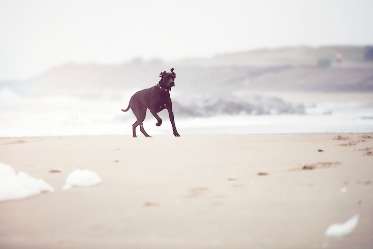 Dänemark_Fjaltring_Hund_Strand_Wohnmobil_Die Roadies_Reisetagebuch