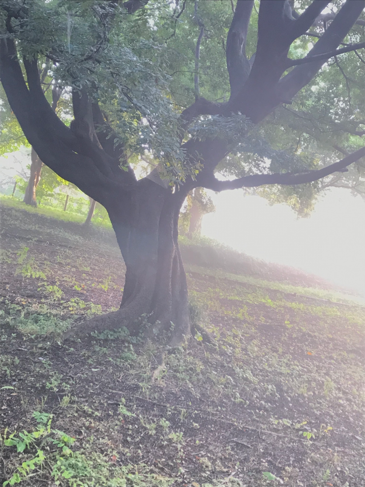 実家（神奈川）の大好きな森の朝