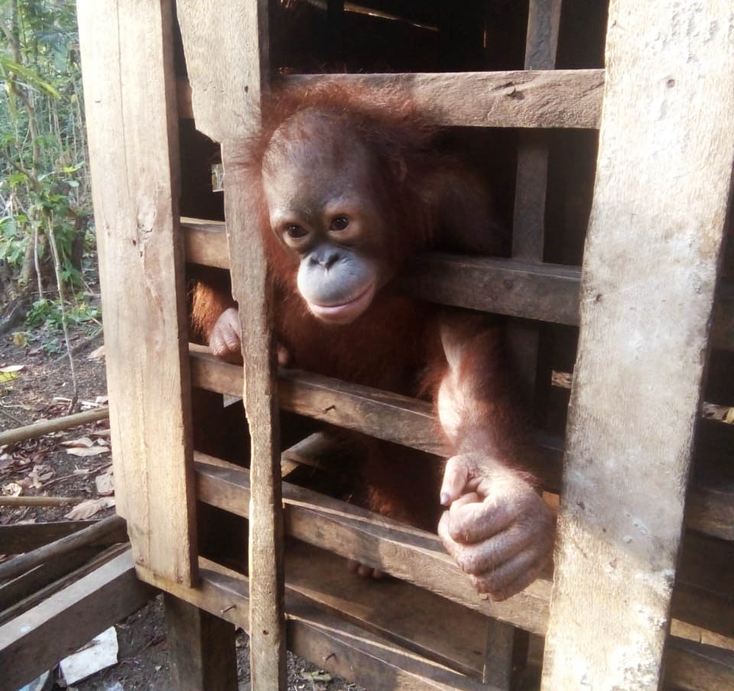 Ein Holzverschlag, jahrelang das Zuhause dieses Orangutan-Männchens, Foto: Sintang Orangutan Center