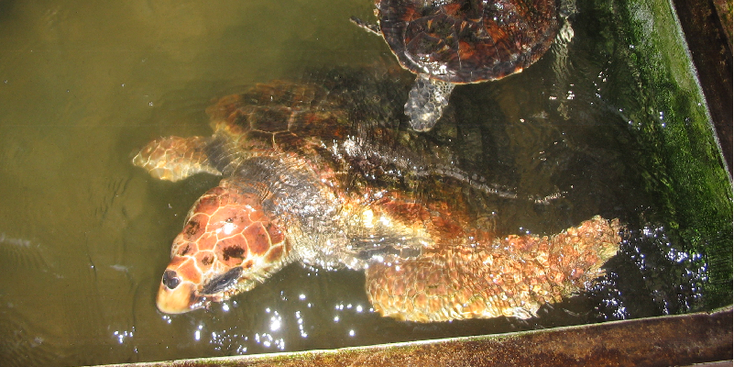 Habaraduwa-Sea-Turtle-Farm-Hatcherij-schildpad-opvang-Sri-Lanka