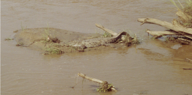Chitwan-Nationaal-park-krokodil-rivier-Rapti-Nepal
