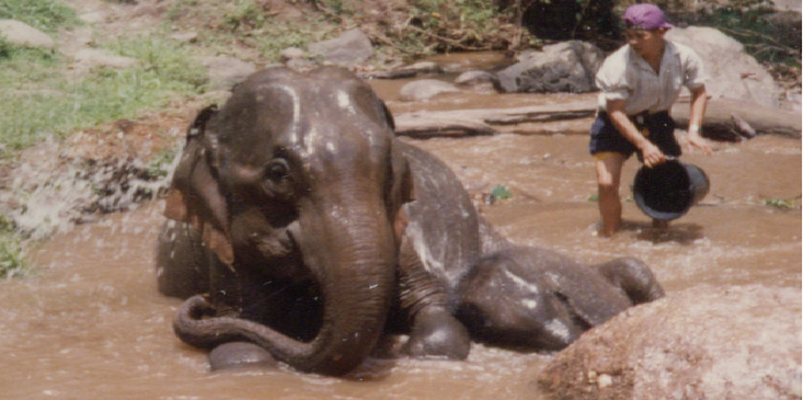 Chang-Mai-tour-Elephant-Thailand