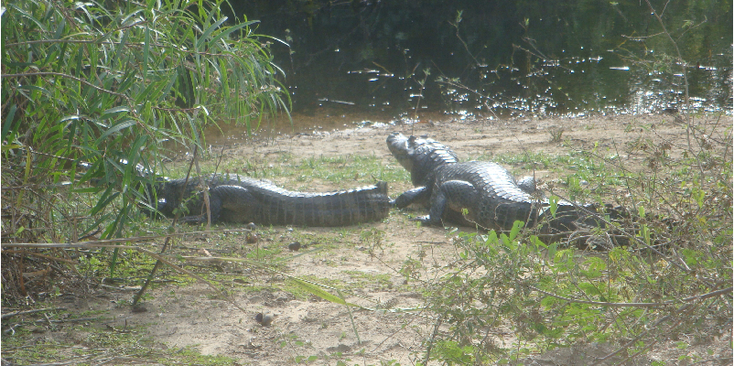 Pantanal-Swamp-Brazil-National-Park-Jungle-Crocodile