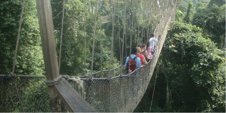 Kakum-nationaal-park-canopy-walk-jungle-Monkey-Forest-hangbrug