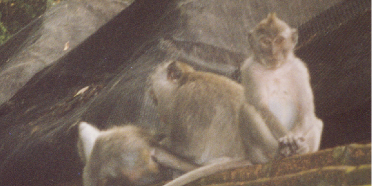 Monkey-Forest-Ubud-Bali-aap-Indonesië