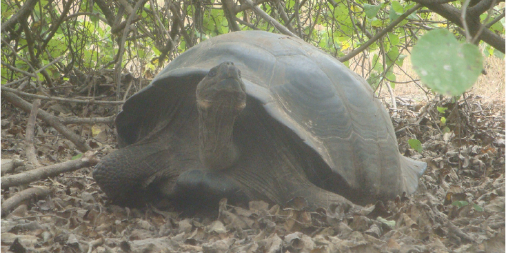 Schildpad-zee-Galapagos-Ecuador